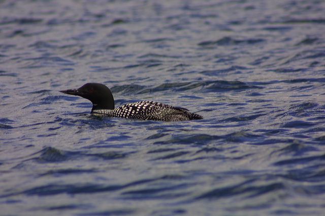 loon.jpg