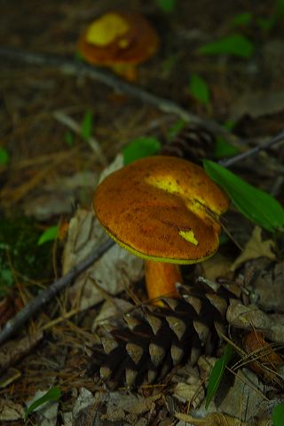 mushrooms.jpg