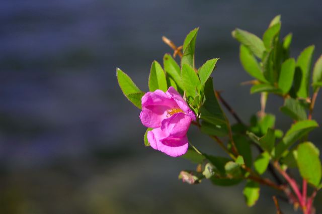 roses_at_the_point.jpg