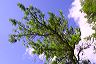 fleeting_trees