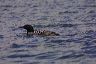 loon