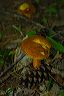 mushrooms