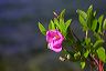 roses_at_the_point
