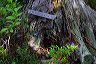 trespassers_w